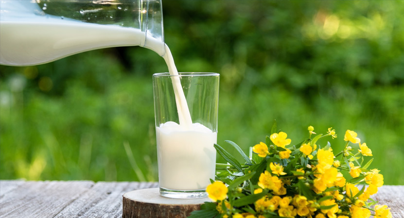 ¿Has oído hablar de la importancia de la leche de vaca?