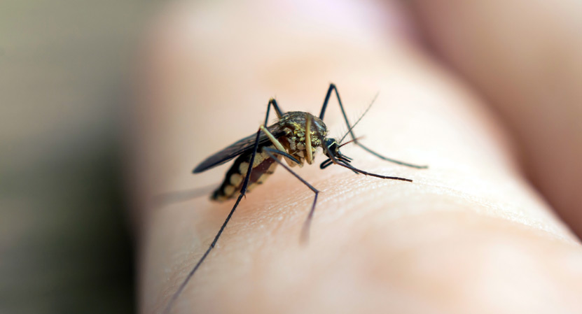 La OMS ha alertado sobre una creciente propagación de enfermedades transmitidas por mosquitos