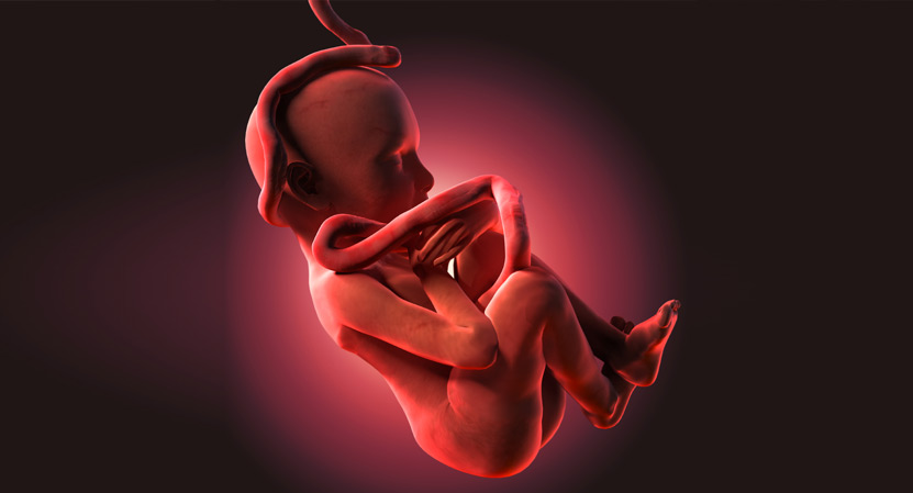 Has sentit parlar de la placenta artificial?